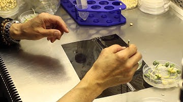 Soybean Genetic Modification