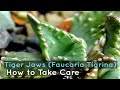 How to Take Care of a Tiger Jaws (Faucaria Tigrina)