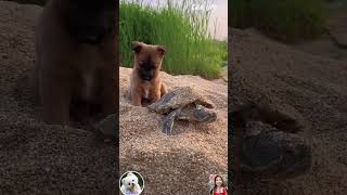 Puppies and turtles are so cute #Shorts screenshot 3