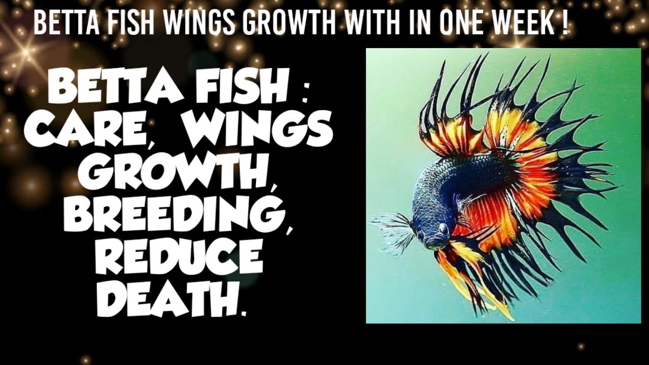 How to care betta fish/wings growth/breeding/reduce death detail view