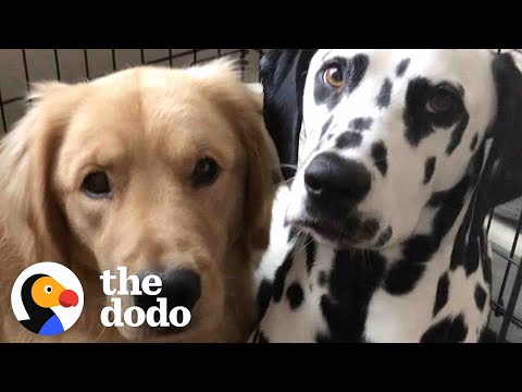 Golden Retriever Loves Being An Only Child Until This Puppy Comes Along | The Dodo