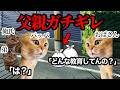 温厚な父親が近所のおばさんにブチギレてしまいました… #猫ミーム #猫マニ