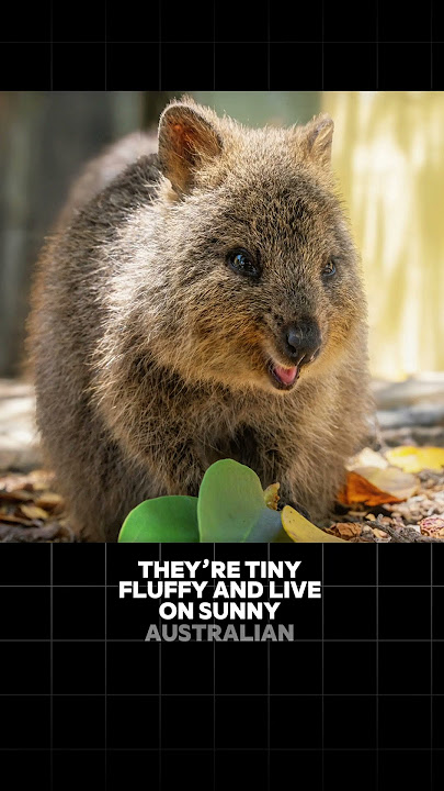 “Cutest Animal Ever?! Meet the Smiling Quokka” #quokka #cuteanimals #animalshorts #aww #cute