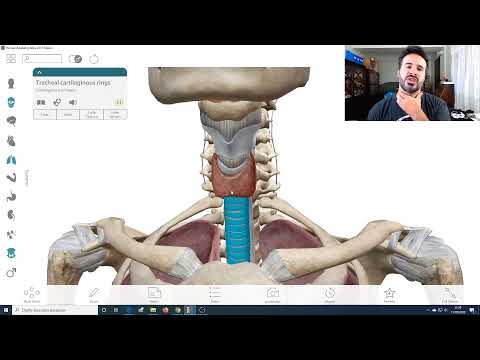 Vídeo: Artéria Dorsal Profunda Da Anatomia, Função E Diagrama Do Pênis - Mapas Do Corpo