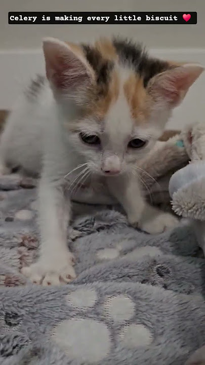 6 week old Celery is making the biscuits this morning!