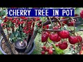 How to grow cherry tree in containers bear more fruit