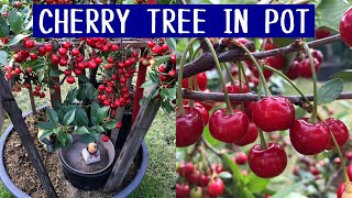 How to Grow Cherry Tree in Containers Bear more Fruit