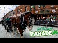 Rescued clydesdales first parade