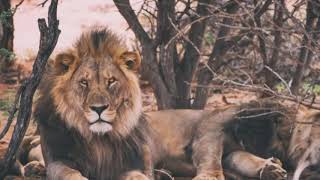 Sound Of Lion Growling