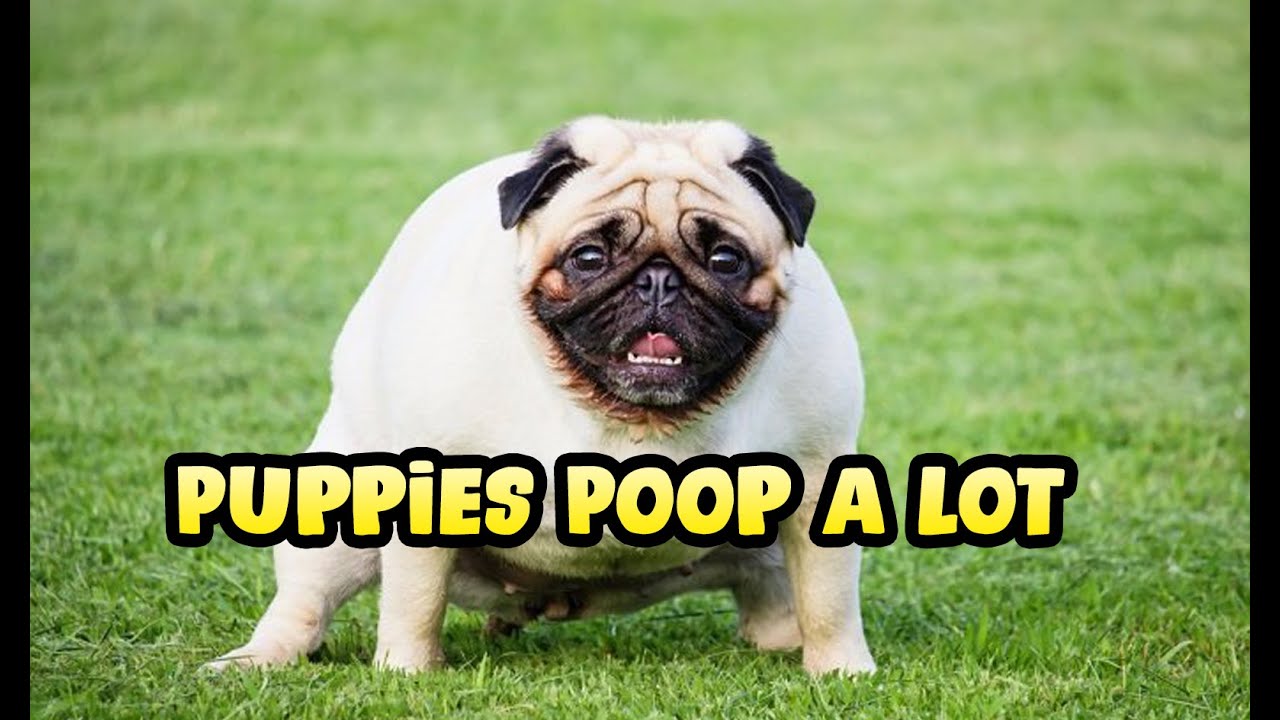 Why Is My Puppy Pooping So Much YouTube