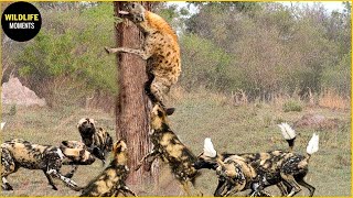 30 Brutal Moments Wild Dog Vs Hyena Fight To The Last Breath | Animal Fight