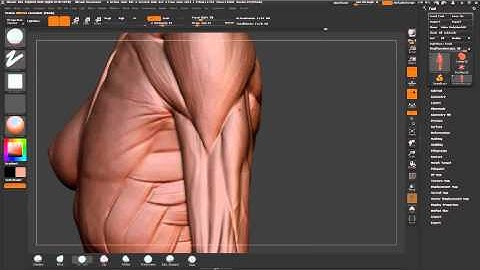 ZBrush tutorial: Anatomy sculpt - defining muscles