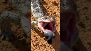 Angry Lizard Covered in Ticks!