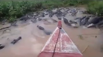 berburu buaya di sungai kalimantan - hunting crocodiles in the borneo river