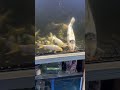 【キョーリン先ひかり沈下餌】食いつきバツグン!