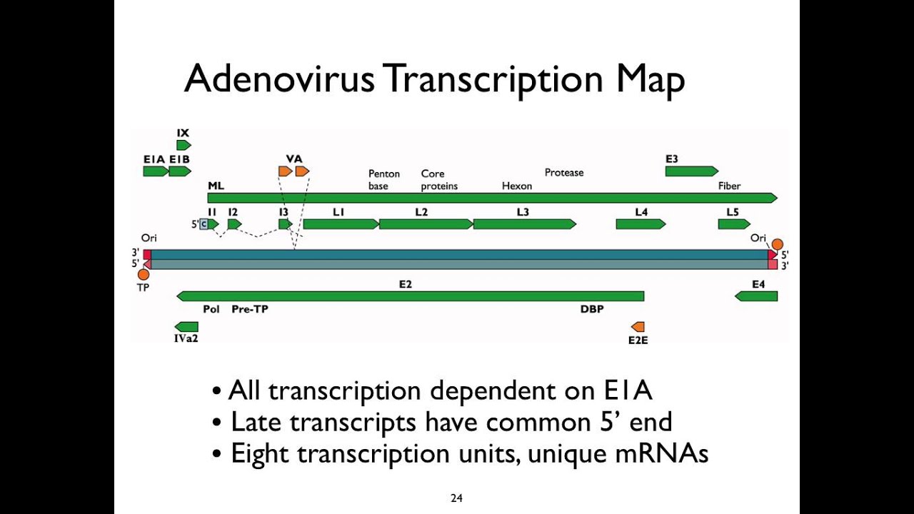 Virology 2013 Lecture #8 - Transcription and RNA processing - YouTube