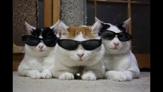 Funny Animal Videos 2022 😂 - Best Dogs And Cats Videos 😺😍 #27 | animal crossing funny moments