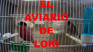 El Aviario De Loki -  Como Van Los Camachuelos