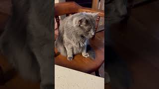 Please be nice to refs.  I have learned not criticize but this is just a joke for cats