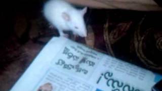 Albino Rats