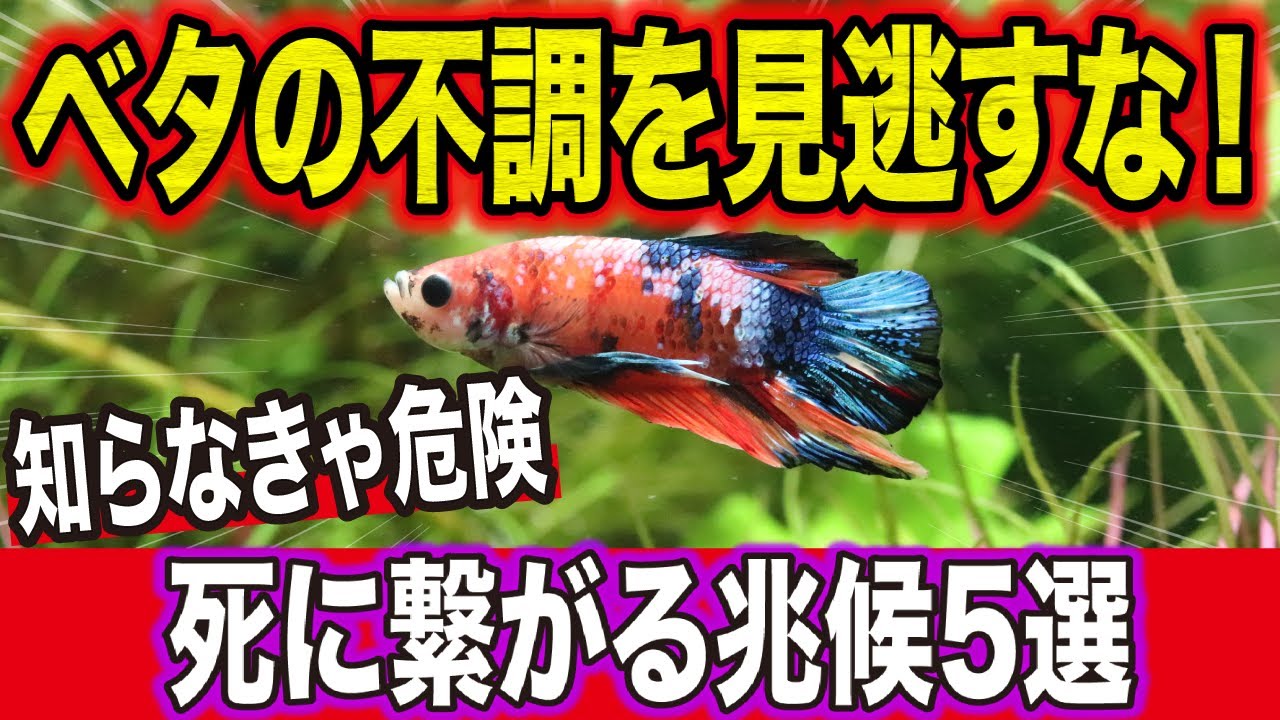 【知らなきゃ危険】プロが教える“ベタの病気の兆候”を見抜く方法！