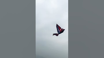 Go Go Bird The Bennu