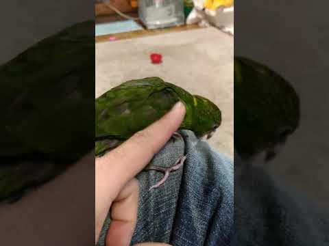 キガシラアオハシ