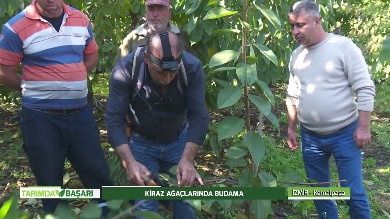 TARIMDA BAŞARI KİRAZ AĞAÇLARINDA BUDAMA