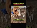うっかりミスに気付いた母牛のリアクション
