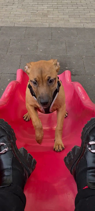 Kinina trying to run up the slide 😱 #dog