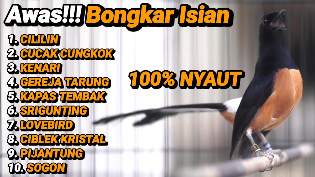 LANGSUNG BONGKAR ISIAN 100% AMPUH MASTERAN MURAI BATU INI BIKIN EMOSI IKUT GACOR