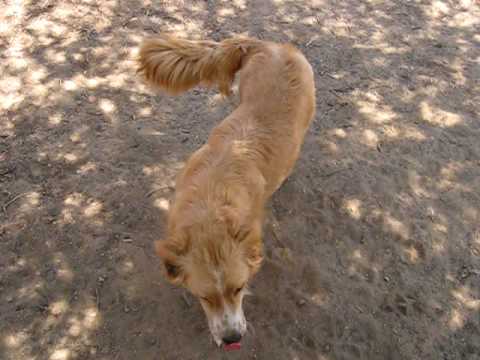 ADOPTED - Katie the young border collie and golden...