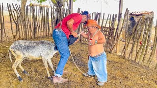 PILILIU E DANILO VACINAM OS CARNEIROS DA FAZENDA | DANILO PIMENTA