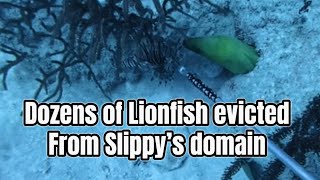 Slippy demands satisfaction! in order to get these 24 Lionfish I need to give up a couple of them!