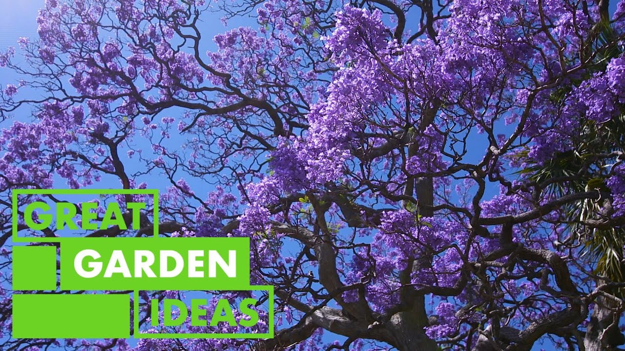 Sydney's Jacaranda TREES GARDEN Great Home Ideas YouTube