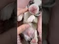 レシオ！ - big belly corgi dog 🐩🐩🐩 #tuma pets #pets #cute #funny