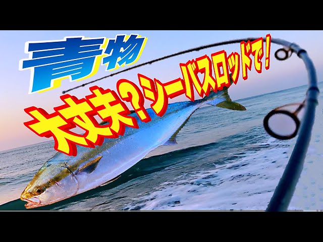 激闘】青物VSシーバスロッドMクラス！！！ - YouTube