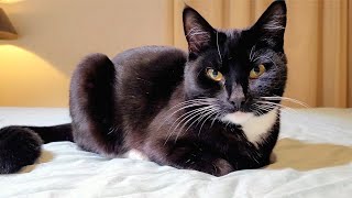 008 TUXEDO CAT BEING A CUTE LOAF OF BREAD