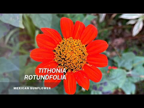 Video: Wanneer tithonia-zaden zaaien in India?