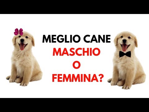 E&rsquo; meglio il cane maschio o il cane femmina?: pro e contro per scegliere se prendere m o f!