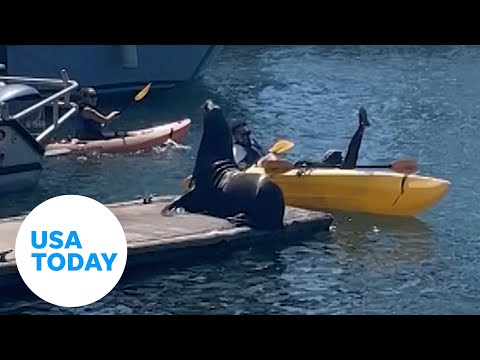 California kayakers raft flips after they're spooked by sea lions bark | USA TODAY