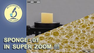 Sponge under the Microscope. Unseen World in SUPER ZOOM!