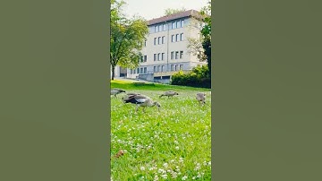 سورة الفرقان، ماهر المعيقلي، استمع ولو دقيقة #قرآن #تيك_توك #اكسبلور #ترند #ماهر_المعيقلي #nature