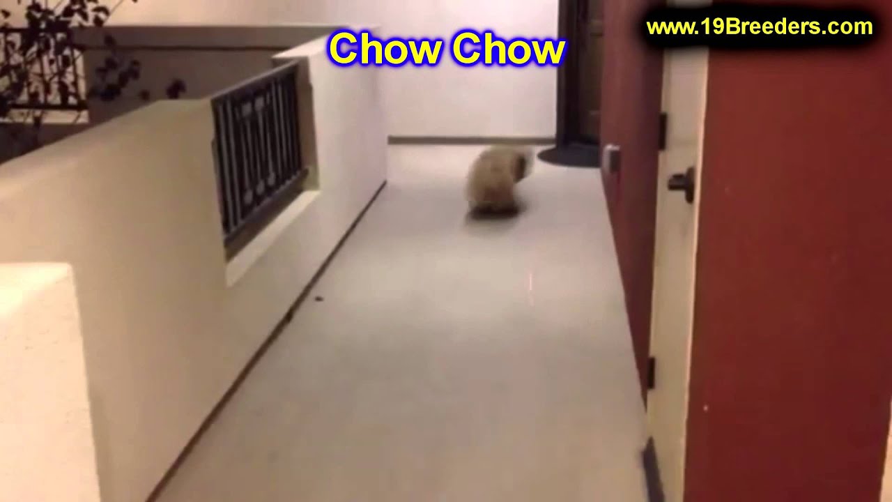 Chow Chow, Welpen, für, verkauf, in, Berlin, Deutschland, Hamburg