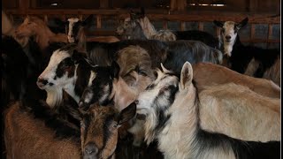 Fermă De Capre - Peste 150 De Capete Câini Mioritici Satul Buteasa - New 2020