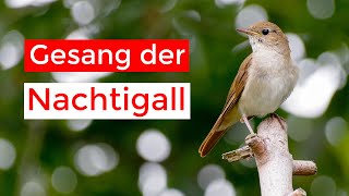 abendlicher Gesang der Nachtigall | VLOG