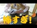 蚊が怖すぎて飼い主にすがりつく柴犬ちゃめ