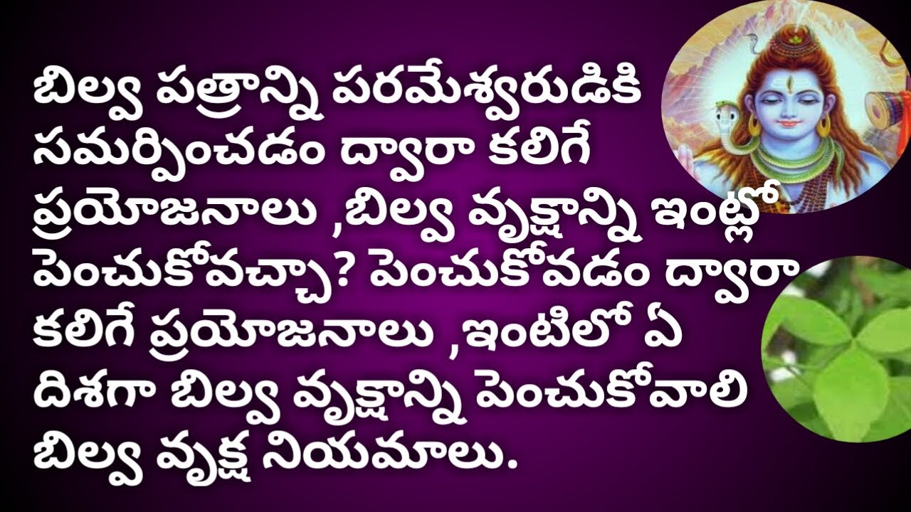 WHAT IS THE SIGNIFICANCE OF BILVA LEAVES IN LORD SHIVA WORSHIP/BILVA