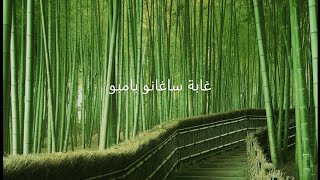 غابة ساجانو بامبو... أجمل غابات العالم