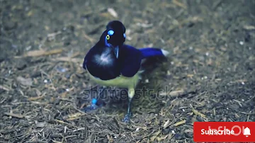 Plush-crested Jay: The Vibrant Vocalist of the Forest"